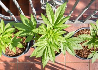 cheap cannabis seeds