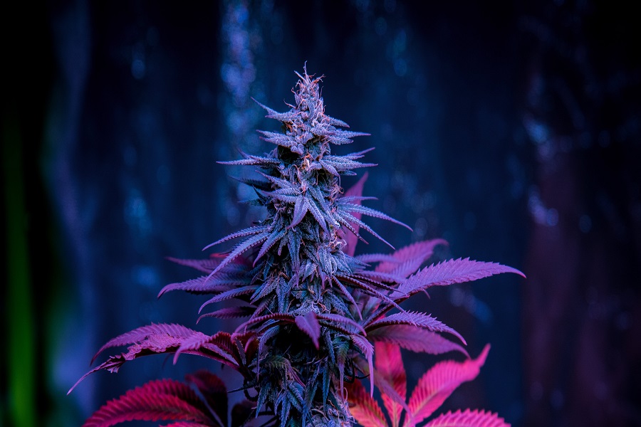 thc a flower