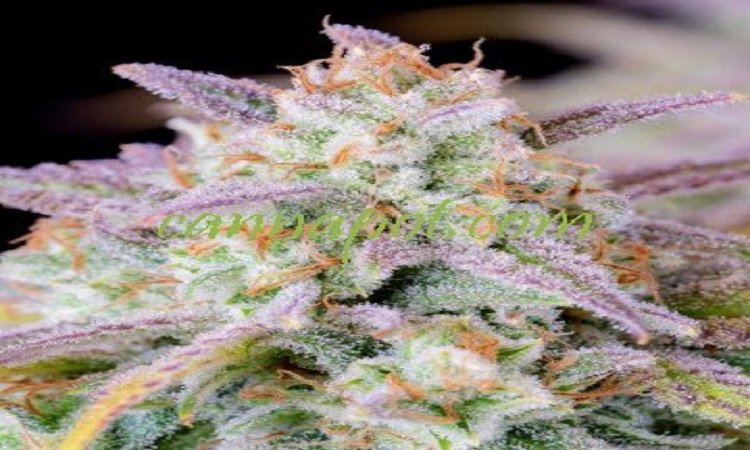 marihuana samen
